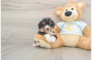 Mini Bernedoodle Pup Being Cute