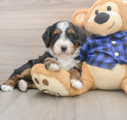 6 week old Mini Bernedoodle Puppy For Sale - Fairfield Furbabies