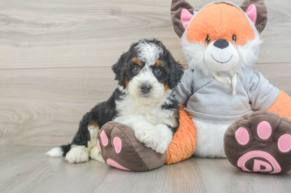 6 week old Mini Bernedoodle Puppy For Sale - Fairfield Furbabies