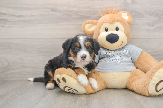 Mini Bernedoodle Puppy for Adoption