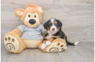 Mini Bernedoodle Pup Being Cute