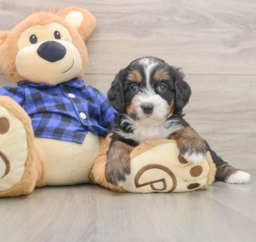 6 week old Mini Bernedoodle Puppy For Sale - Fairfield Furbabies