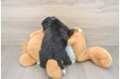 Mini Bernedoodle Puppy for Adoption