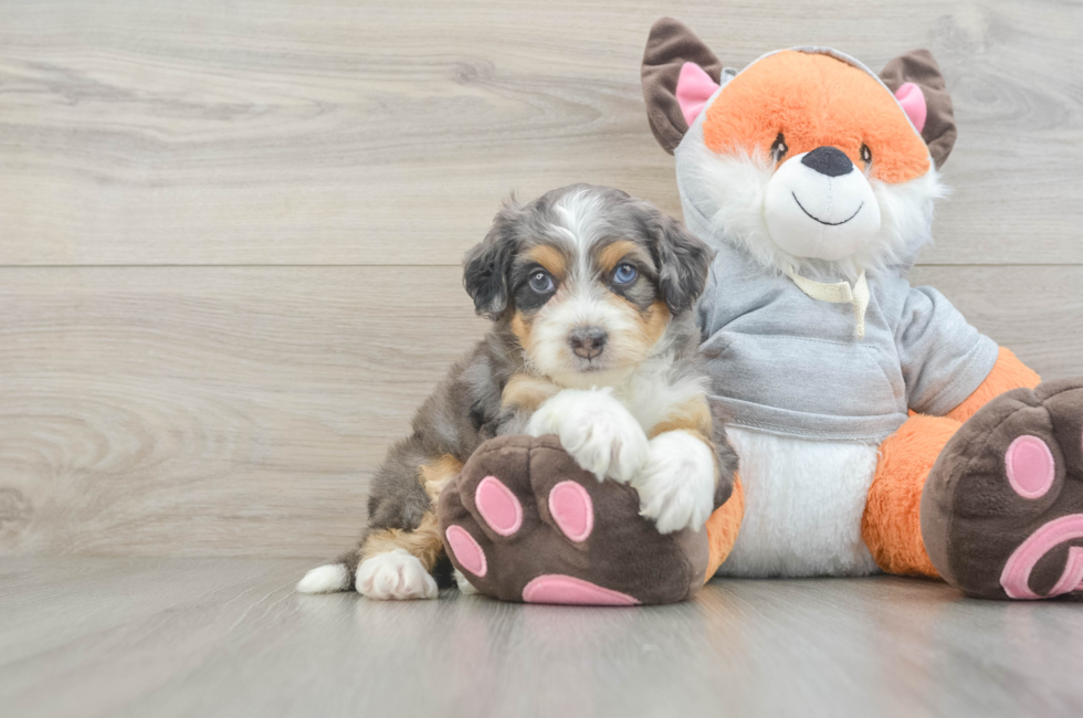 6 week old Mini Bernedoodle Puppy For Sale - Fairfield Furbabies