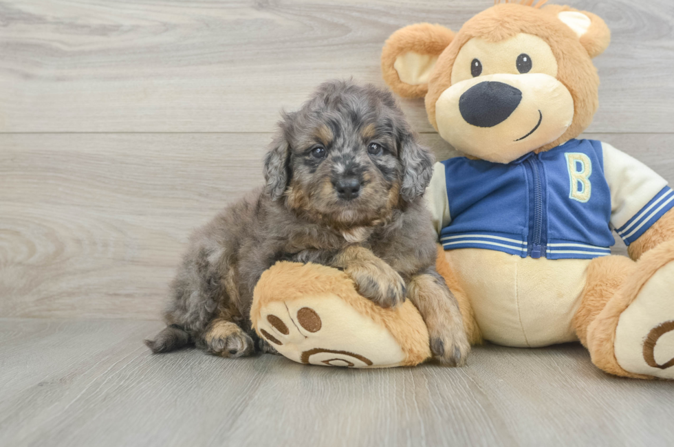7 week old Mini Bernedoodle Puppy For Sale - Fairfield Furbabies