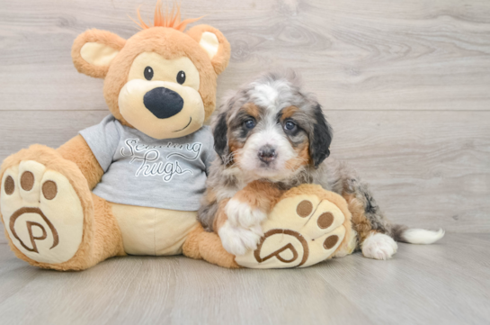 Cute Mini Bernedoodle Baby