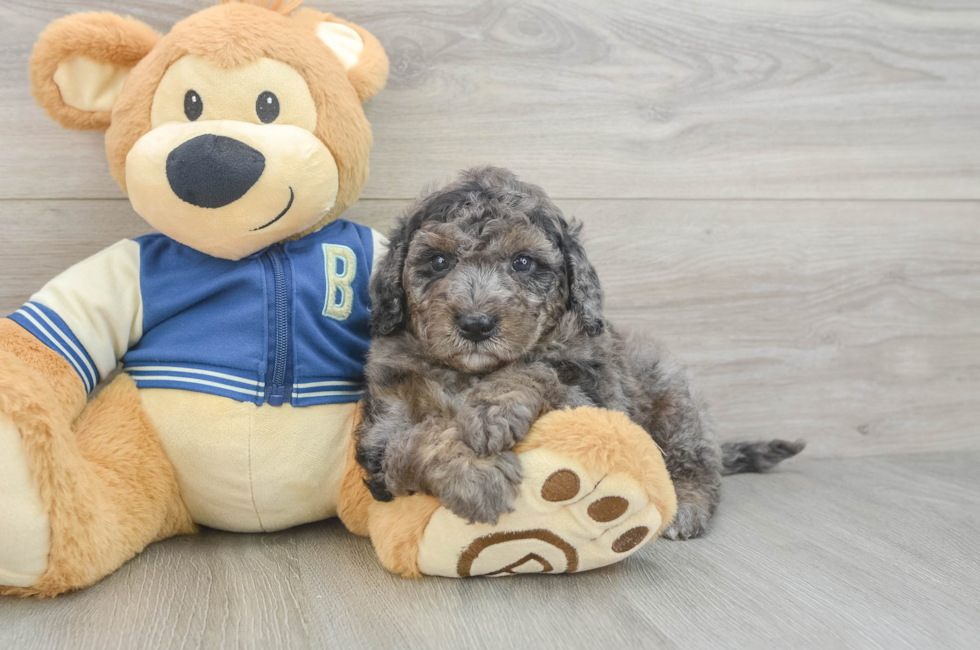 7 week old Mini Bernedoodle Puppy For Sale - Fairfield Furbabies