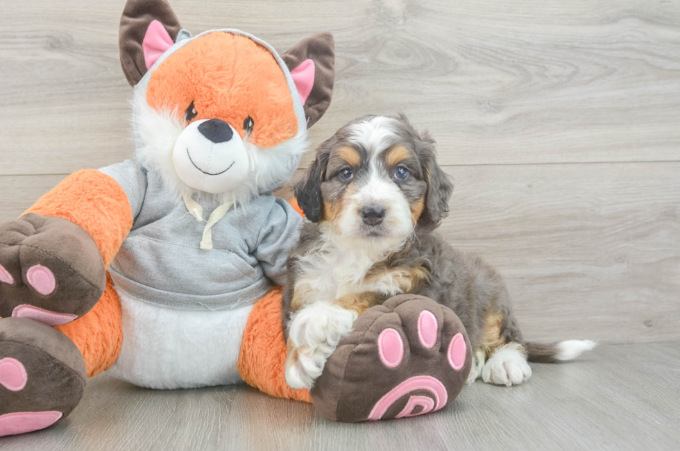 6 week old Mini Bernedoodle Puppy For Sale - Fairfield Furbabies