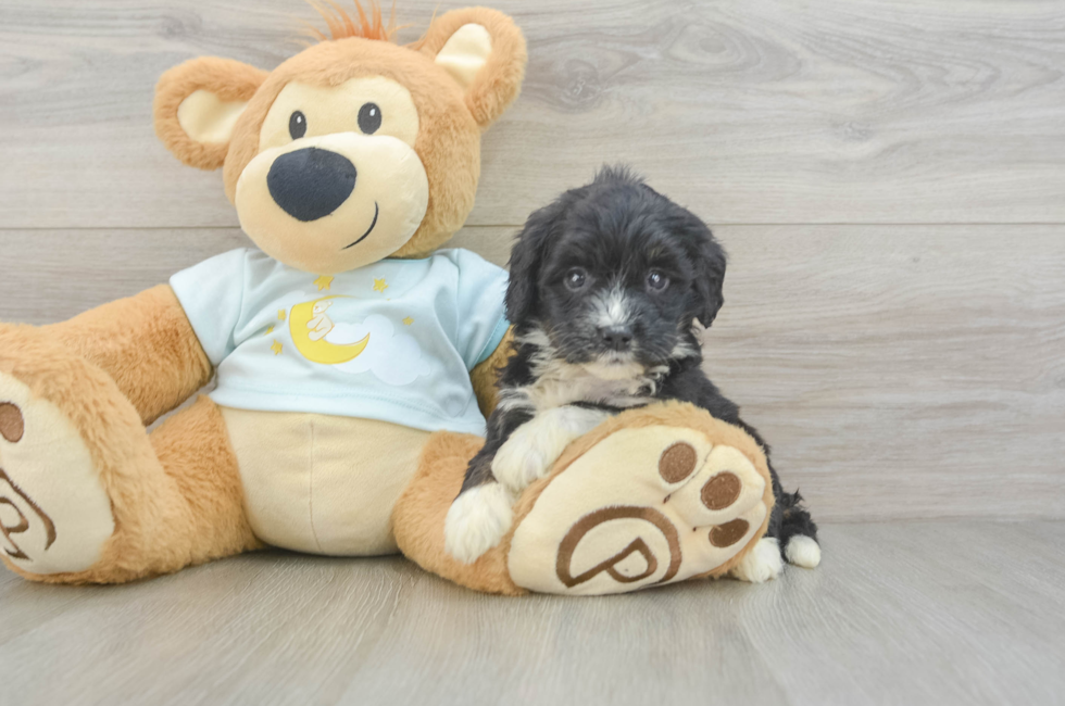 5 week old Mini Bernedoodle Puppy For Sale - Fairfield Furbabies