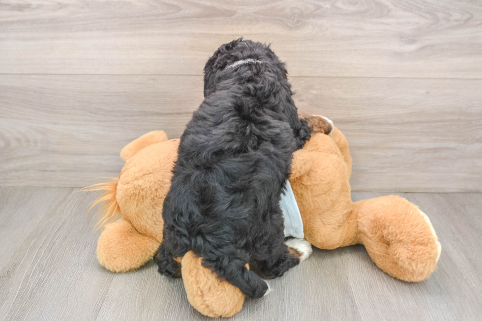 Mini Bernedoodle Pup Being Cute