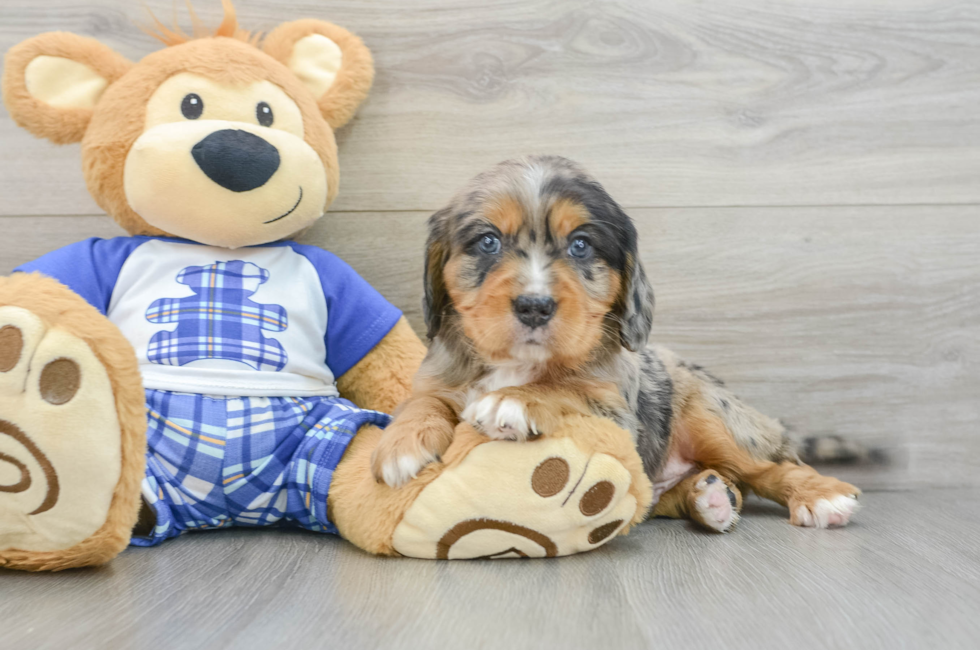 8 week old Mini Bernedoodle Puppy For Sale - Fairfield Furbabies