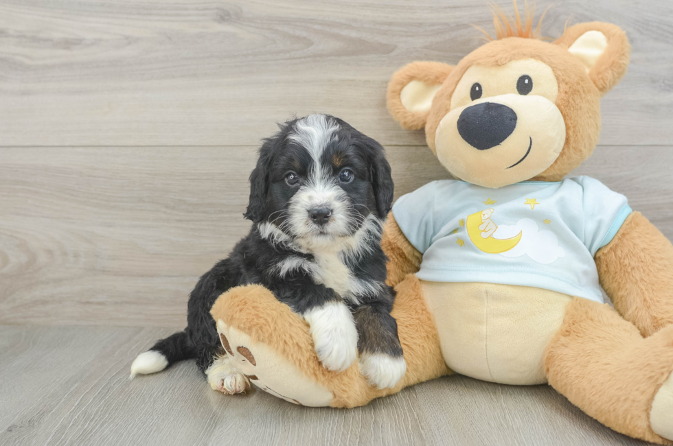 5 week old Mini Bernedoodle Puppy For Sale - Fairfield Furbabies
