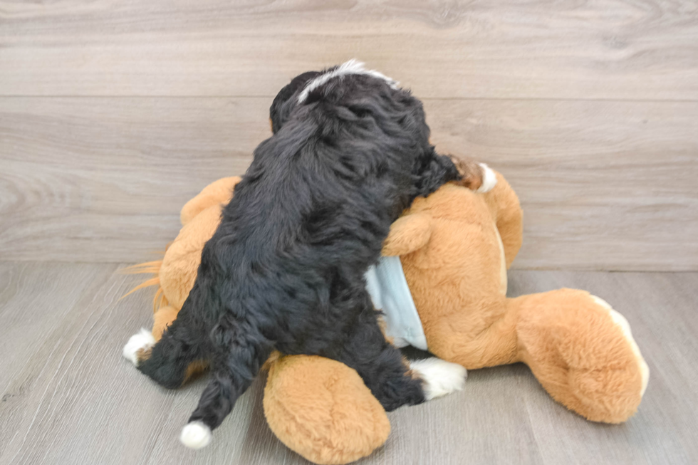 Mini Bernedoodle Pup Being Cute