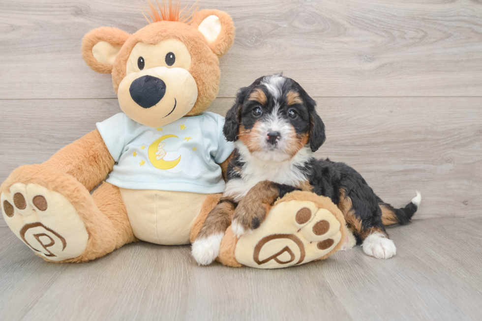 Mini Bernedoodle Pup Being Cute