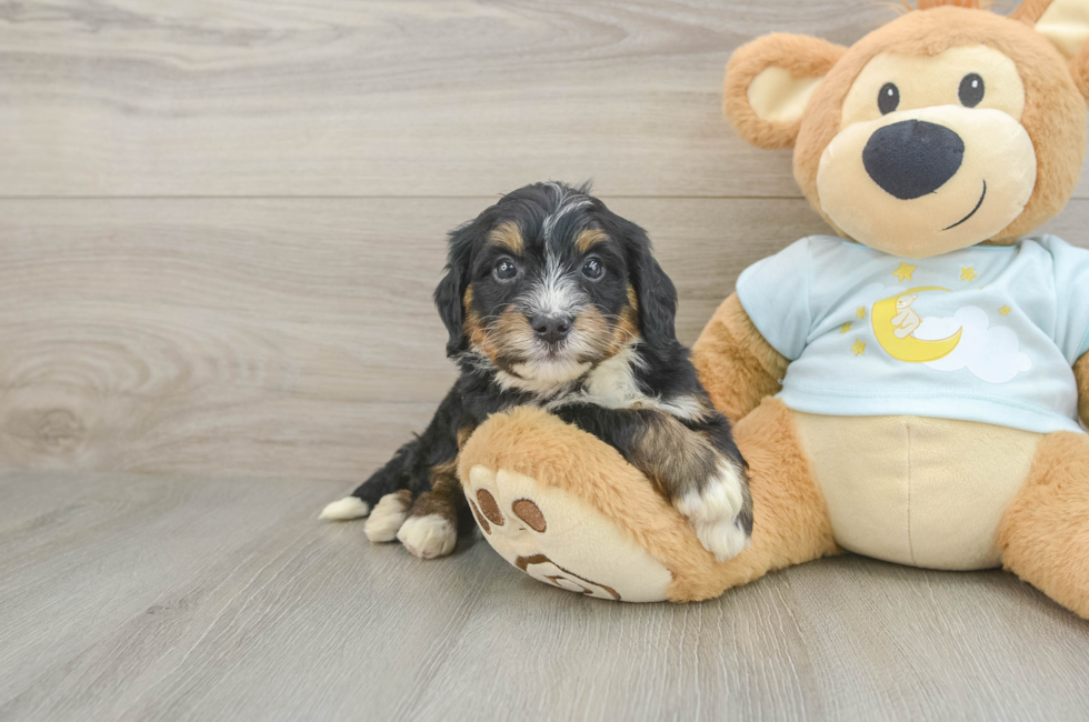 5 week old Mini Bernedoodle Puppy For Sale - Fairfield Furbabies