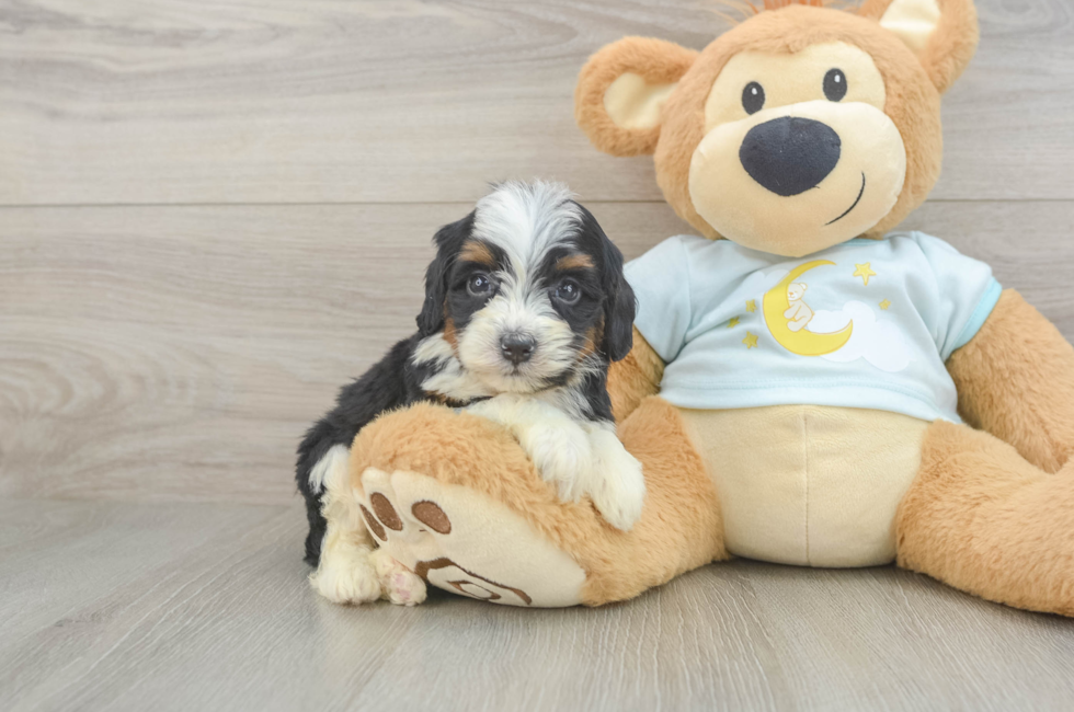 5 week old Mini Bernedoodle Puppy For Sale - Fairfield Furbabies