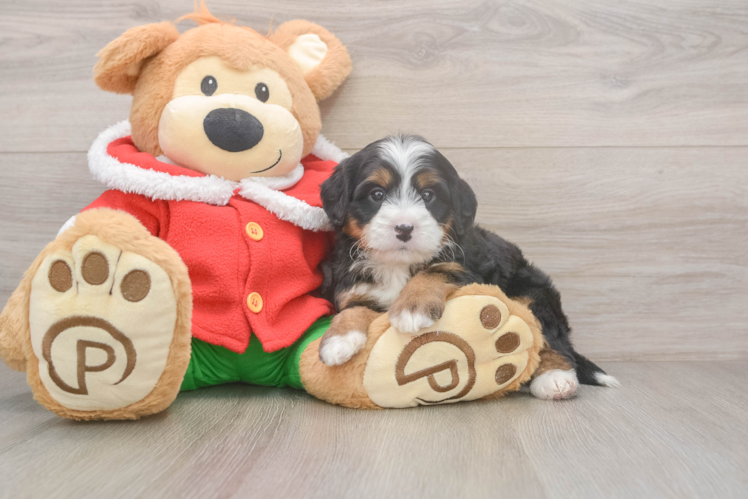 Mini Bernedoodle Pup Being Cute