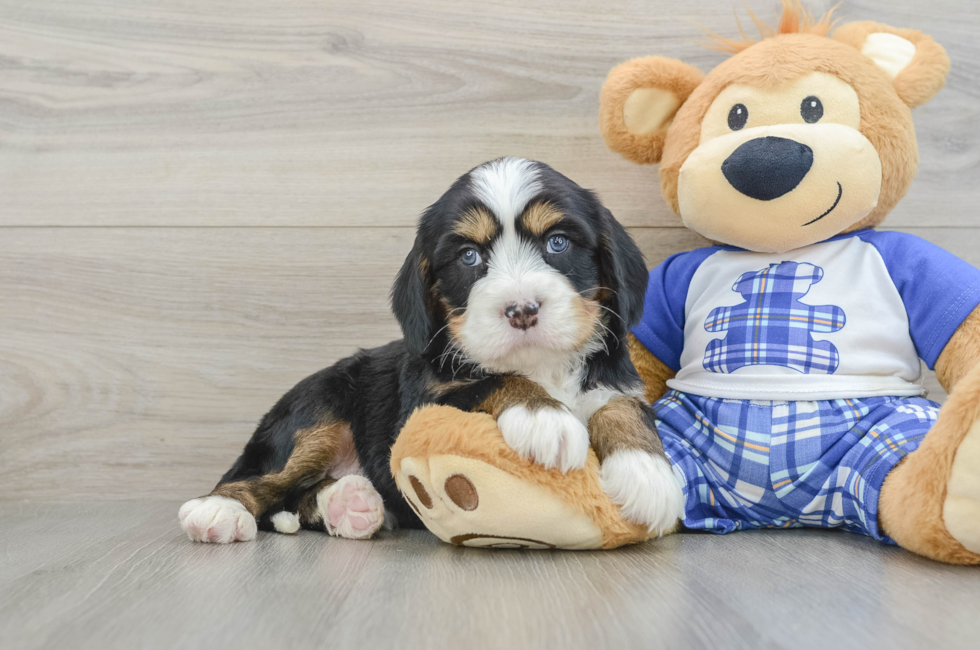 8 week old Mini Bernedoodle Puppy For Sale - Fairfield Furbabies