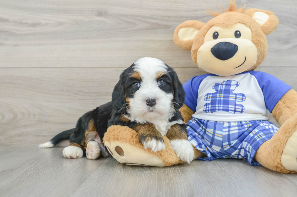 8 week old Mini Bernedoodle Puppy For Sale - Fairfield Furbabies