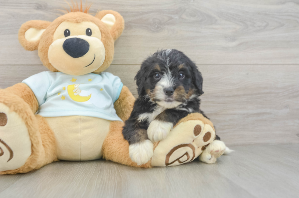 5 week old Mini Bernedoodle Puppy For Sale - Fairfield Furbabies