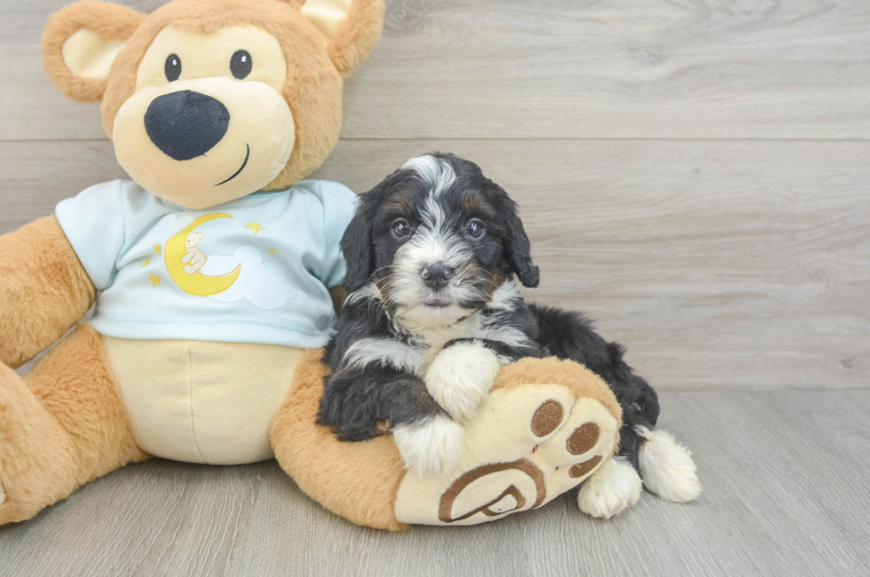 5 week old Mini Bernedoodle Puppy For Sale - Fairfield Furbabies