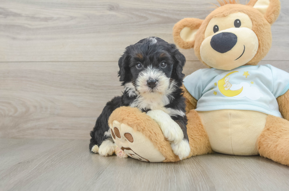 5 week old Mini Bernedoodle Puppy For Sale - Fairfield Furbabies