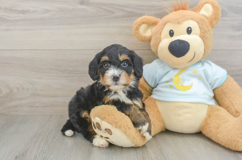 5 week old Mini Bernedoodle Puppy For Sale - Fairfield Furbabies