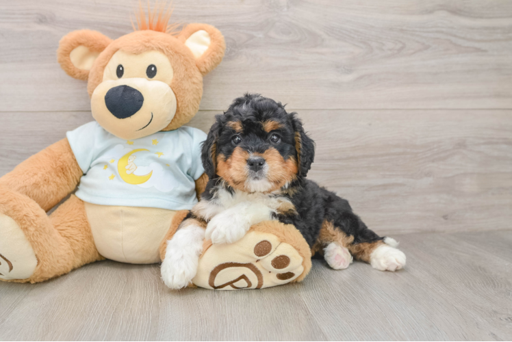 Mini Bernedoodle Pup Being Cute