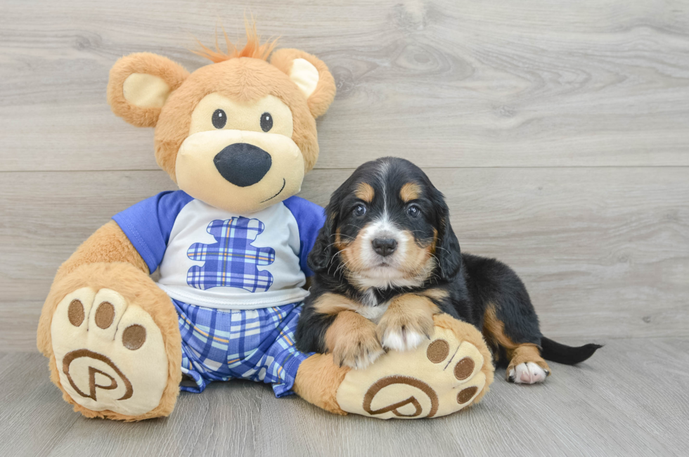 8 week old Mini Bernedoodle Puppy For Sale - Fairfield Furbabies