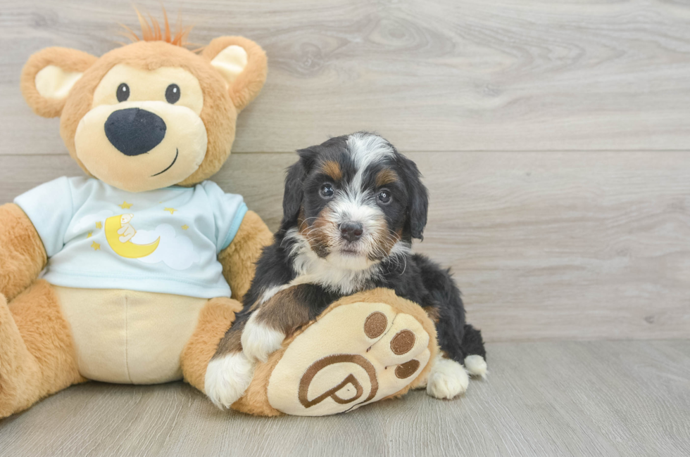 5 week old Mini Bernedoodle Puppy For Sale - Fairfield Furbabies