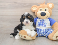 6 week old Mini Bernedoodle Puppy For Sale - Fairfield Furbabies