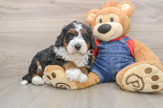ZEUS, a Mini Bernedoodle littermate