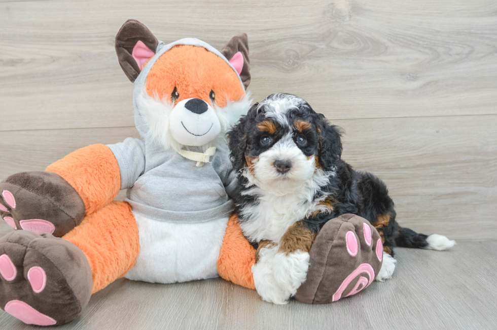 6 week old Mini Bernedoodle Puppy For Sale - Fairfield Furbabies