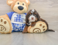 7 week old Mini Bernedoodle Puppy For Sale - Fairfield Furbabies