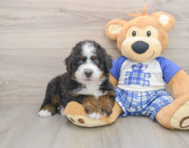 6 week old Mini Bernedoodle Puppy For Sale - Fairfield Furbabies