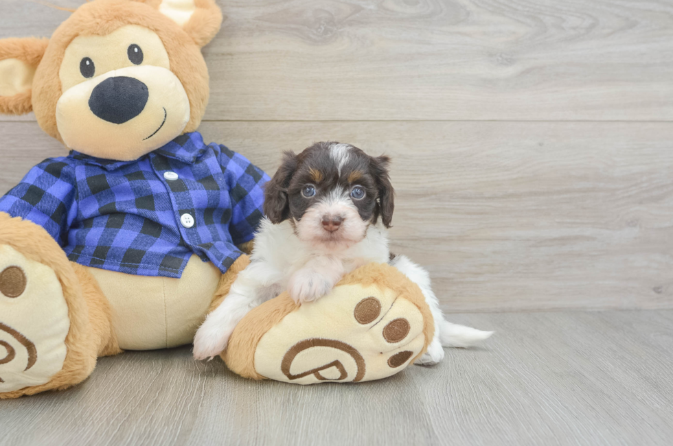 7 week old Mini Doxiedoodle Puppy For Sale - Fairfield Furbabies