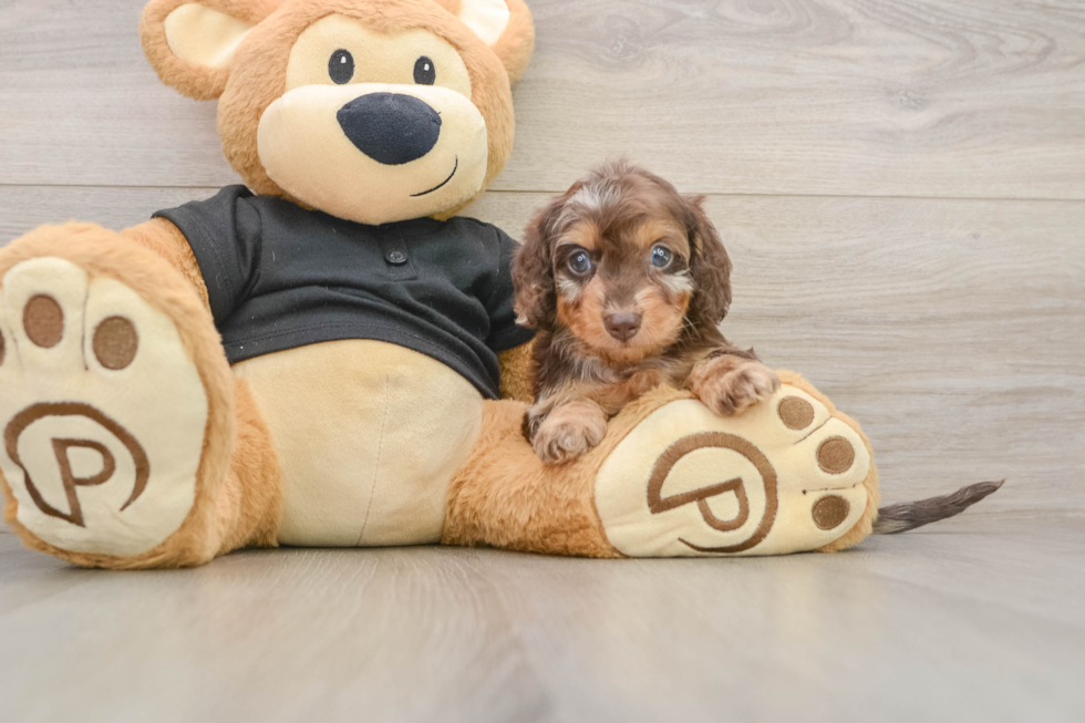 Best Mini Doxiedoodle Baby