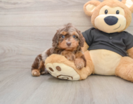 8 week old Mini Doxiedoodle Puppy For Sale - Fairfield Furbabies