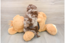 Best Mini Doxiedoodle Baby