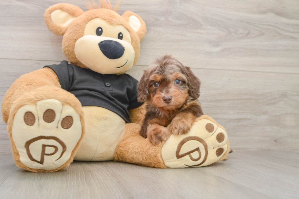Cute Mini Doxie Poo Poodle Mix Puppy