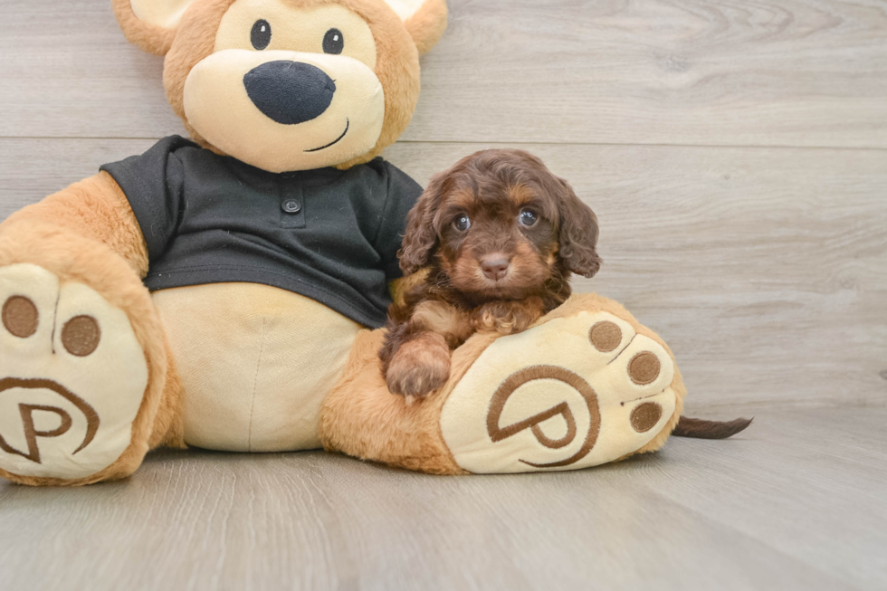 Best Mini Doxiedoodle Baby