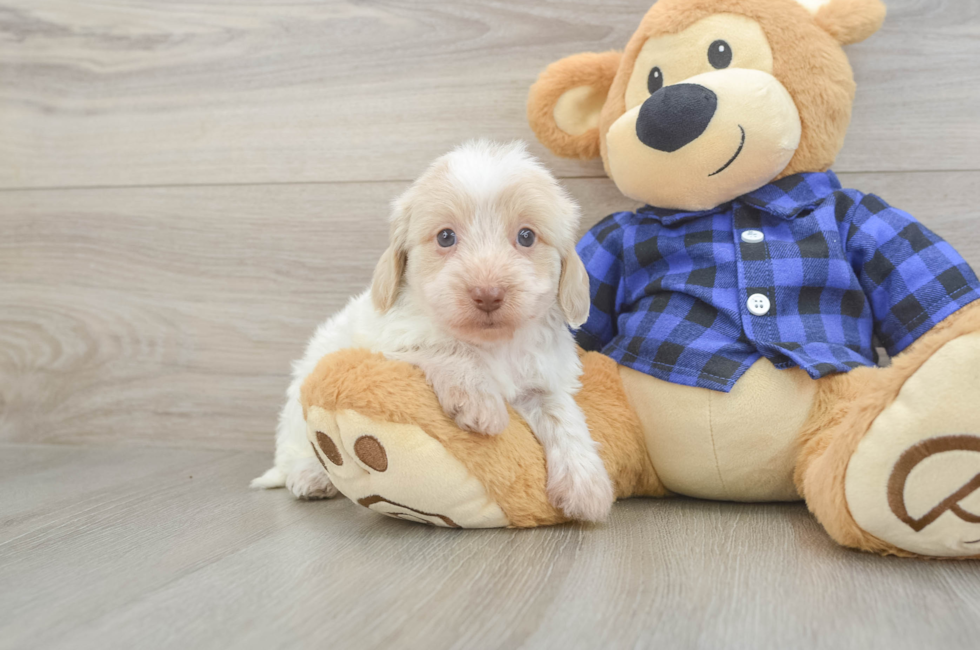 7 week old Mini Doxiedoodle Puppy For Sale - Fairfield Furbabies