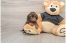Cute Mini Doxie Poo Poodle Mix Puppy