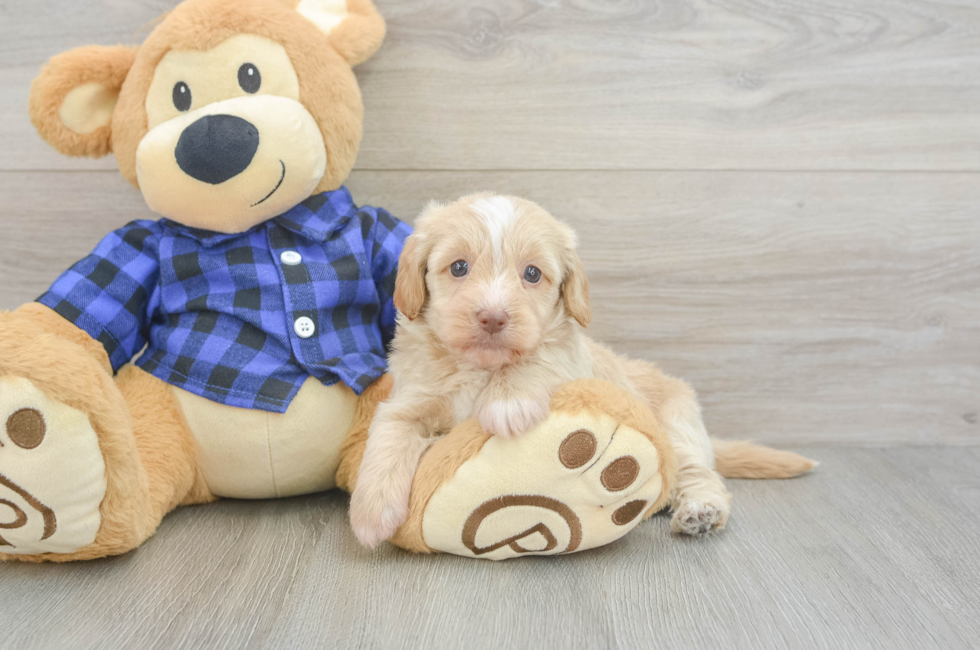 7 week old Mini Doxiedoodle Puppy For Sale - Fairfield Furbabies