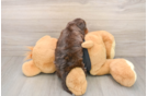 Best Mini Doxiedoodle Baby