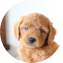 Mini Goldendoodle Puppy For Sale Fairfield Furbabies Mini Goldendoodle Puppy For Sale - Fairfield Furbabies