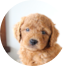 Mini Goldendoodle Puppies For Sale - Fairfield Furbabies Mini Goldendoodle Puppies For Sale - Fairfield Furbabies