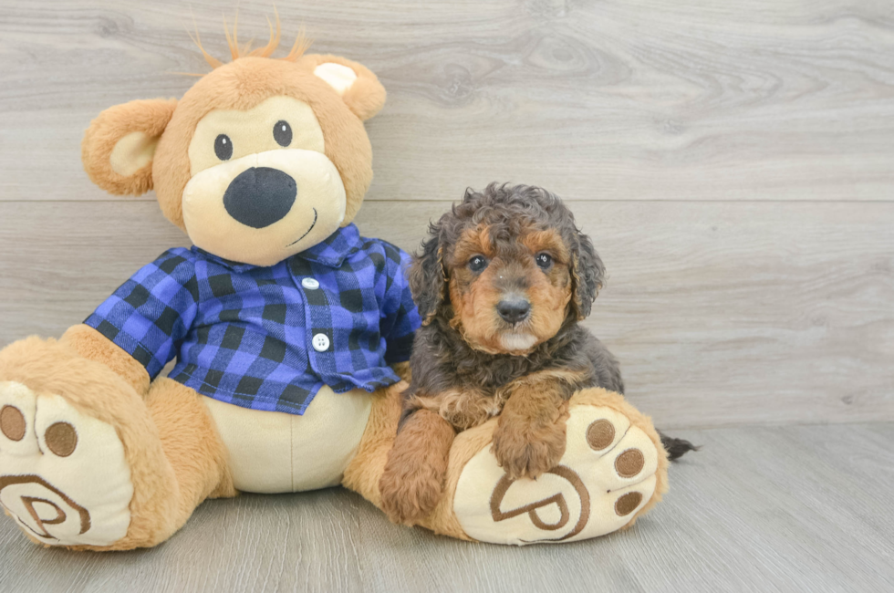 8 week old Mini Goldendoodle Puppy For Sale - Fairfield Furbabies