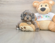6 week old Mini Goldendoodle Puppy For Sale - Fairfield Furbabies
