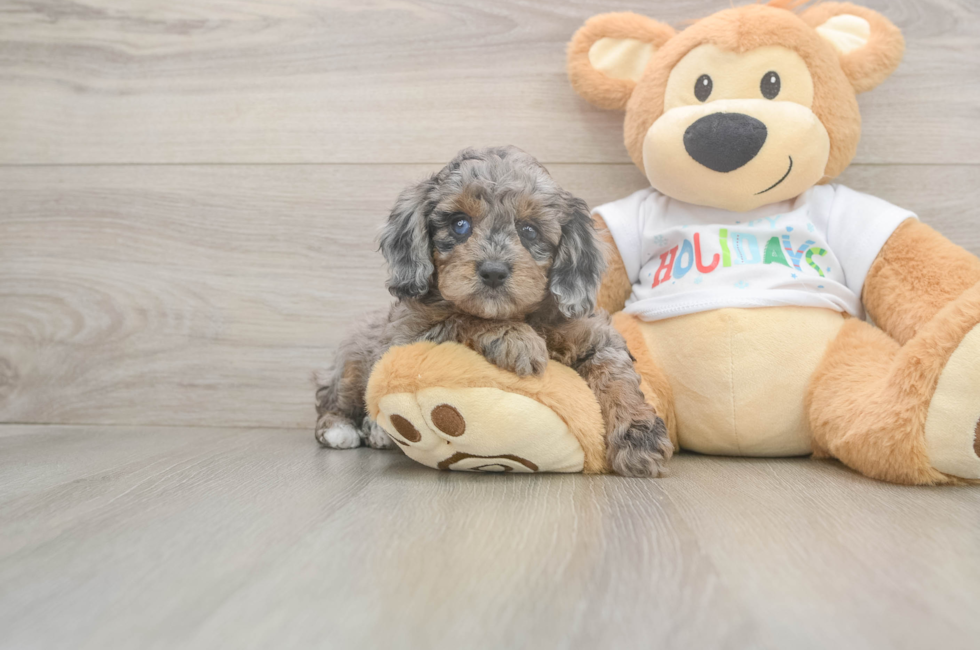 6 week old Mini Goldendoodle Puppy For Sale - Fairfield Furbabies